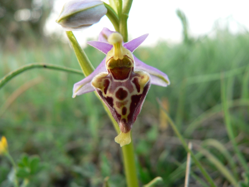 Ophrys fuciflora:  che strane !!!